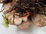 Hydnellum aurantiacum image