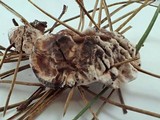 Hydnellum peckii image