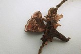 Hydnellum subzonatum image