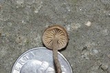 Deconica subviscida image