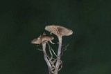 Deconica subviscida image