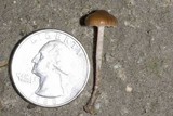 Deconica subviscida image