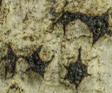 Capronia nigerrima image