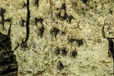 Capronia nigerrima image