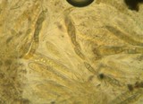 Capronia nigerrima image