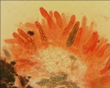 Capronia nigerrima image