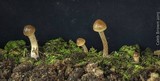 Psilocybe subfimetaria image