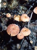 Marasmius ruforotula image