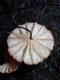 Marasmius ruforotula image