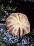 Marasmius ruforotula image