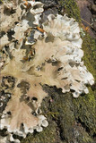 Peltigera rufescens image