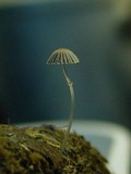 Coprinopsis ephemeroides image