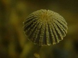 Coprinopsis ephemeroides image