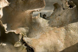 Peltigera rufescens image