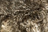 Peltigera rufescens image