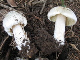 Inocybe insinuata image