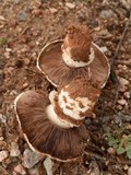 Agaricus bitorquis image