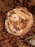 Agaricus bitorquis image