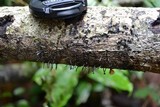Leprieuria bacillum image