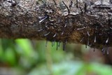 Leprieuria bacillum image