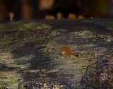 Dacryopinax elegans image