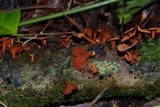 Encoelia heteromera image