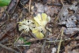 Cotylidia aurantiaca image
