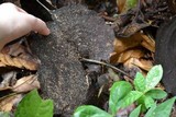 Stiptophyllum erubescens image