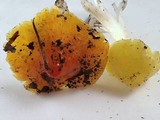 Hygrocybe acutoconica image