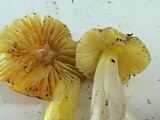 Hygrocybe acutoconica image