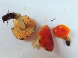Hygrocybe aurantiosplendens image