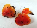Hygrocybe aurantiosplendens image