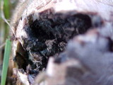 Scleroderma areolatum image