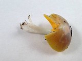 Hygrocybe flavifolia image