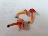 Hygrocybe splendidissima image