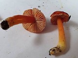 Hygrocybe splendidissima image