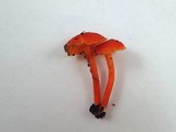 Hygrocybe miniata image