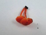 Hygrocybe miniata image