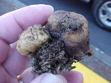 Scleroderma areolatum image