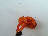 Hygrocybe miniata image