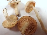 Hygrophorus pusillus image