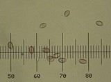 Deconica subviscida image