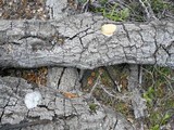 Reticularia lycoperdon image