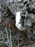 Reticularia lycoperdon image