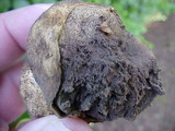 Scleroderma areolatum image