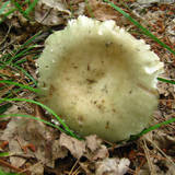 Russula aeruginea image