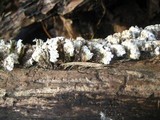Postia fragilis image