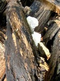 Postia fragilis image