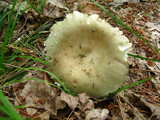 Russula aeruginea image