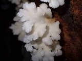 Lentinus copulatus image